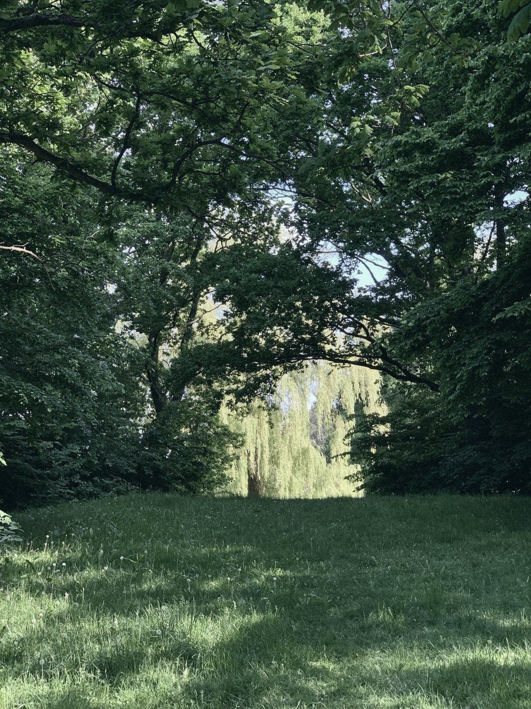 Eng og træ i sollys — om ikke at kunne slappe af